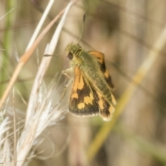 Ocybadistes walkeri (Green Grass-dart) at Higgins, ACT - 27 Nov 2022 by AlisonMilton