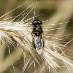 Odontomyia sp. (genus) (A soldier fly) at Higgins, ACT - 26 Nov 2022 by AlisonMilton