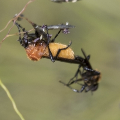 Bibio imitator (Garden maggot) at Higgins, ACT - 26 Nov 2022 by AlisonMilton