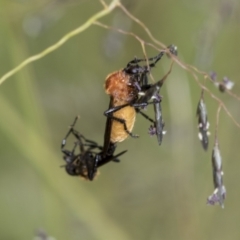 Bibio imitator at Higgins, ACT - 27 Nov 2022 10:33 AM