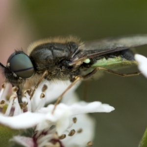 Odontomyia opertanea at Hawker, ACT - 27 Nov 2022