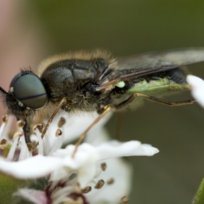 Odontomyia opertanea (A soldier fly) at Hawker, ACT - 27 Nov 2022 by AlisonMilton