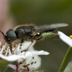 Odontomyia opertanea at Hawker, ACT - 27 Nov 2022