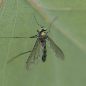 Austrosciapus sp. (genus) at Hawker, ACT - 27 Nov 2022