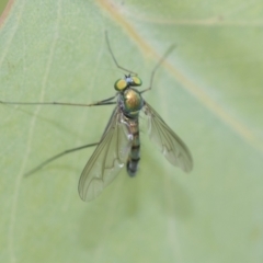 Austrosciapus sp. (genus) at Hawker, ACT - 27 Nov 2022