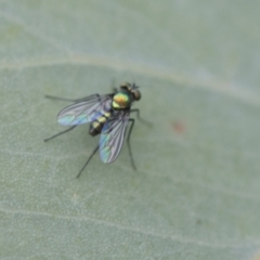 Dolichopodidae (family) at Hawker, ACT - 27 Nov 2022 12:19 PM