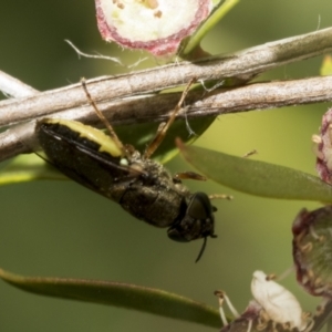 Odontomyia opertanea at Hawker, ACT - 27 Nov 2022