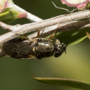 Odontomyia opertanea at Hawker, ACT - 27 Nov 2022 11:46 AM