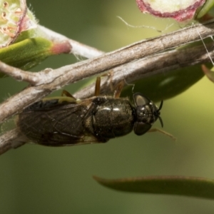 Odontomyia opertanea at Hawker, ACT - 27 Nov 2022