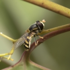 Simosyrphus grandicornis (Common hover fly) at Hawker, ACT - 27 Nov 2022 by AlisonMilton