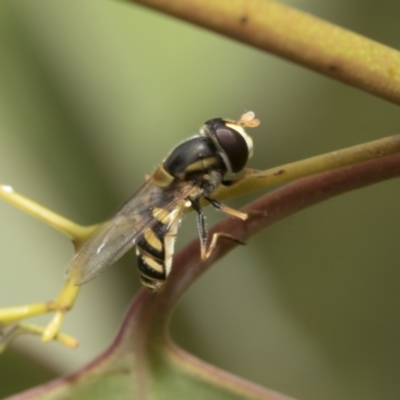 Simosyrphus grandicornis (Common hover fly) at Hawker, ACT - 27 Nov 2022 by AlisonMilton