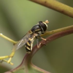 Simosyrphus grandicornis at Hawker, ACT - 27 Nov 2022 11:36 AM