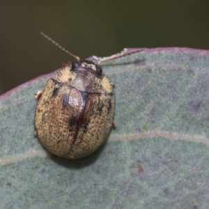 Trachymela sp. (genus) at Hawker, ACT - 27 Nov 2022