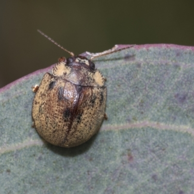 Trachymela sp. (genus) (Brown button beetle) at Hawker, ACT - 27 Nov 2022 by AlisonMilton