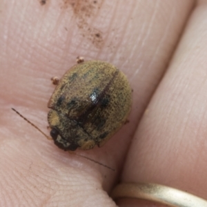 Trachymela sp. (genus) at Hawker, ACT - 27 Nov 2022