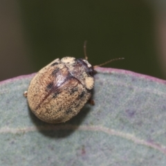 Trachymela sp. (genus) at Hawker, ACT - 27 Nov 2022