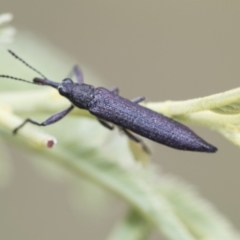 Rhinotia sp. (genus) (Unidentified Rhinotia weevil) at Hawker, ACT - 27 Nov 2022 by AlisonMilton