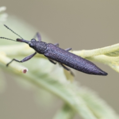 Rhinotia sp. (genus) (Unidentified Rhinotia weevil) at Hawker, ACT - 27 Nov 2022 by AlisonMilton