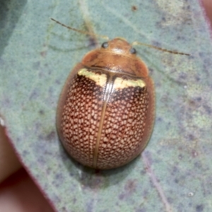 Paropsisterna decolorata at Hawker, ACT - 27 Nov 2022 11:21 AM