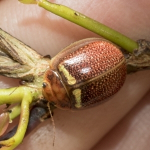 Paropsisterna decolorata at Hawker, ACT - 27 Nov 2022