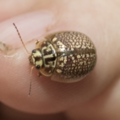 Paropsisterna decolorata (A Eucalyptus leaf beetle) at Hawker, ACT - 27 Nov 2022 by AlisonMilton