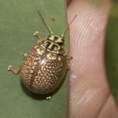 Paropsisterna decolorata at Hawker, ACT - 27 Nov 2022