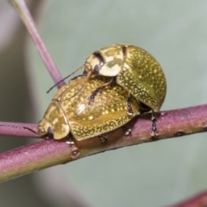 Paropsisterna cloelia at Hawker, ACT - 27 Nov 2022