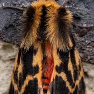 Ardices curvata at Murrumbateman, NSW - 14 Sep 2023