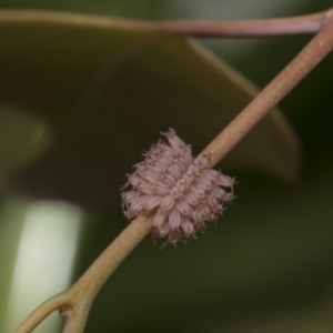 Paropsis atomaria at Hawker, ACT - 27 Nov 2022