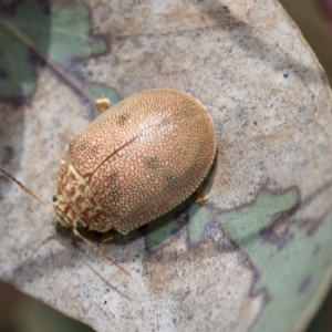 Paropsis atomaria at Hawker, ACT - 27 Nov 2022