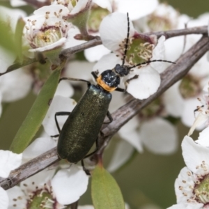 Chauliognathus lugubris at Hawker, ACT - 27 Nov 2022