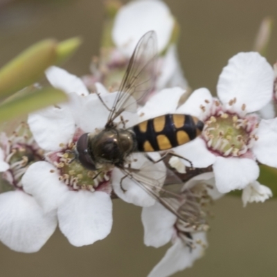 Melangyna viridiceps (Hover fly) at Hawker, ACT - 27 Nov 2022 by AlisonMilton