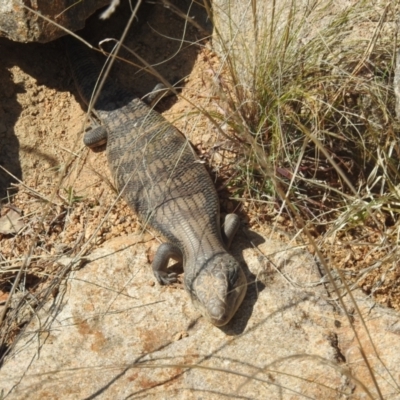 Tiliqua scincoides scincoides (Eastern Blue-tongue) at Chapman, ACT - 13 Sep 2023 by HelenCross