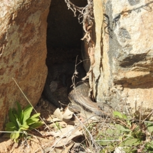 Tiliqua scincoides scincoides at Chapman, ACT - 14 Sep 2023