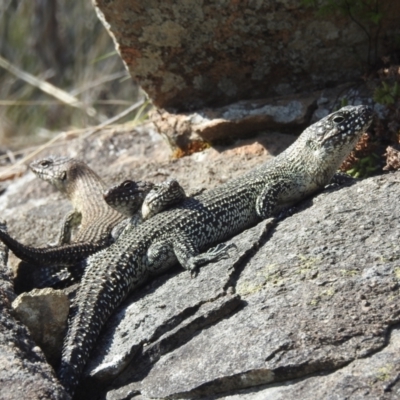 Egernia cunninghami (Cunningham's Skink) at Chapman, ACT - 13 Sep 2023 by HelenCross