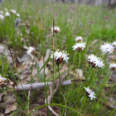 Unidentified Other Wildflower or Herb at Williams, WA - 9 Sep 2023 by HelenCross