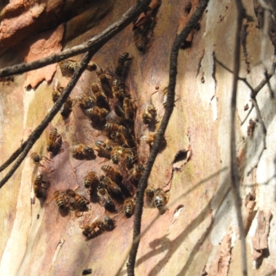 Apis mellifera (European honey bee) at Williams, WA - 10 Sep 2023 by HelenCross