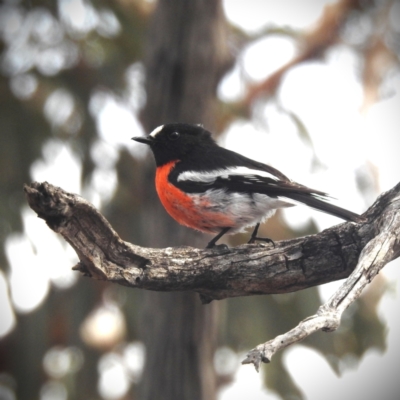 Petroica boodang (Scarlet Robin) at Pumphreys Bridge, WA - 10 Sep 2023 by HelenCross