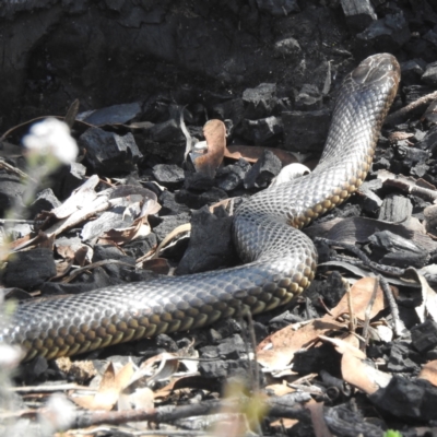 Pseudechis australis at Williams, WA - 11 Sep 2023 by HelenCross