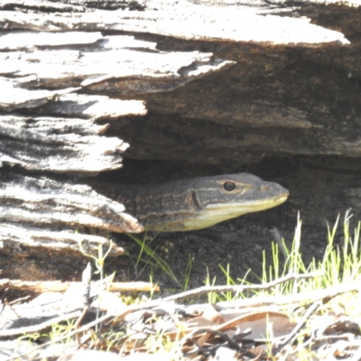 Varanus gouldii at Dryandra, WA - 11 Sep 2023 by HelenCross