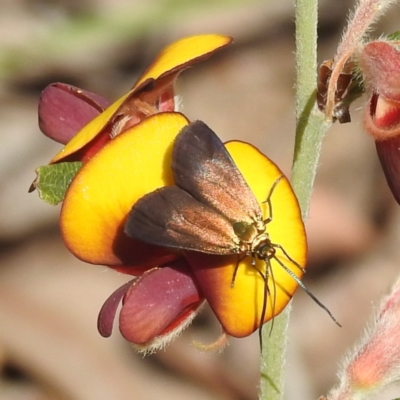 Unidentified Moth (Lepidoptera) at Paulls Valley, WA - 12 Sep 2023 by HelenCross