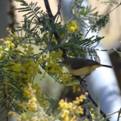 Acanthiza reguloides (Buff-rumped Thornbill) at Booth, ACT - 14 Sep 2023 by RodDeb