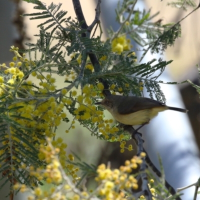 Acanthiza reguloides (Buff-rumped Thornbill) at Booth, ACT - 14 Sep 2023 by RodDeb