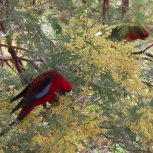 Platycercus elegans at Booth, ACT - 14 Sep 2023