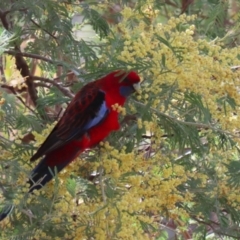 Platycercus elegans at Booth, ACT - 14 Sep 2023