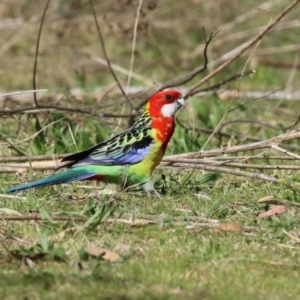 Platycercus eximius at Booth, ACT - 14 Sep 2023