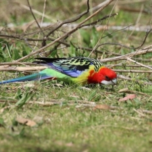 Platycercus eximius at Booth, ACT - 14 Sep 2023