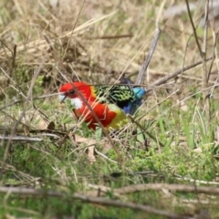 Platycercus eximius at Booth, ACT - 14 Sep 2023