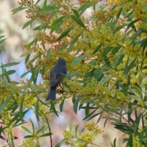 Pachycephala pectoralis at Booth, ACT - 14 Sep 2023