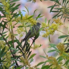 Pachycephala pectoralis at Booth, ACT - 14 Sep 2023